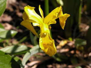 Iris teilen und vermehren