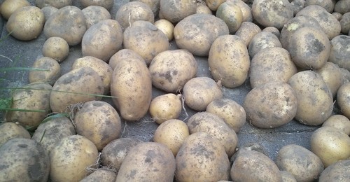 Kartoffelen