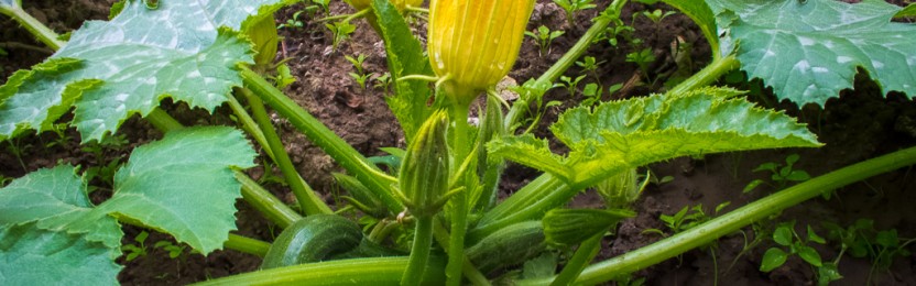 Zucchini Tipps für eine gute Ernte