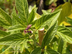Pepino Solanum Muricatum