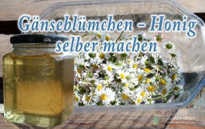 Gänseblümchen-Honig-Bild1