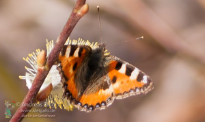 Schmetterling-Kleiner-Fuchs-2