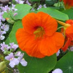 Kapuzinerkresse-Blüte