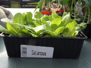 Salanova Blattsalat