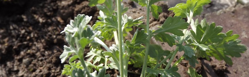 Wermut Artemisia Absinthium