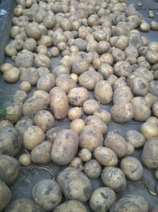 Kartoffelen