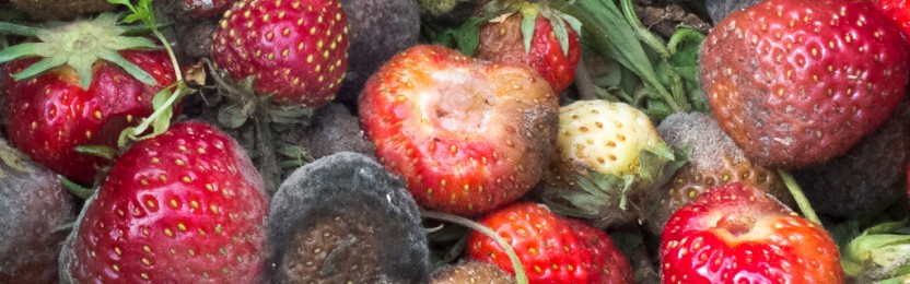 Grauschimmel an Erdbeeren