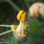 männliche Zucchini Blüte