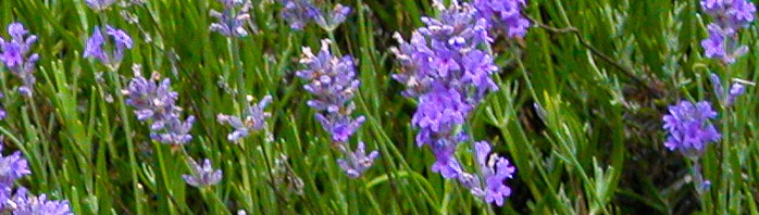 Lavendel der Rosenbegleiter