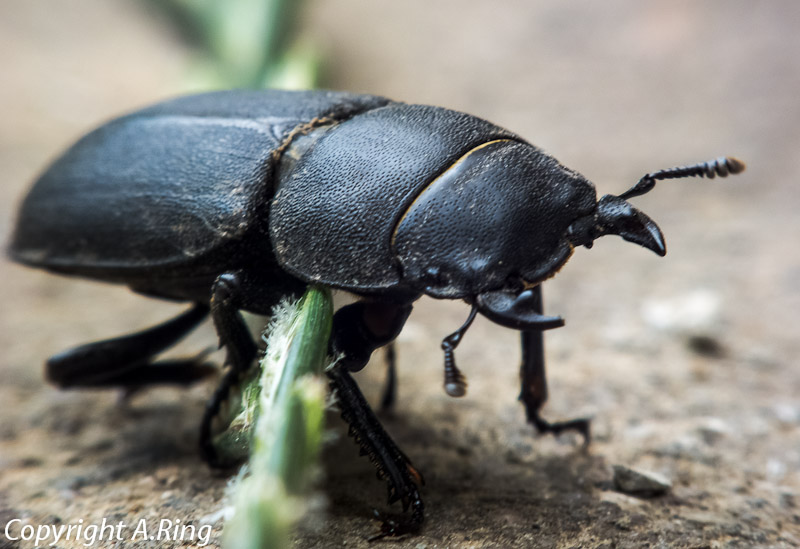 Käfer im Garten: der Balkenschröter