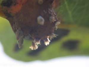 Fruchtkörper des Birnengitterrost Blattunterseite
