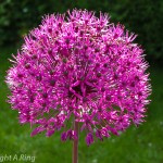 Zierlauch (Allium aflatuense)