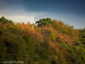 Herbst Impressionen  2012 Bild 1