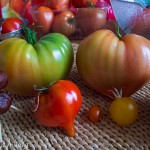 Tomaten Ernte 2012