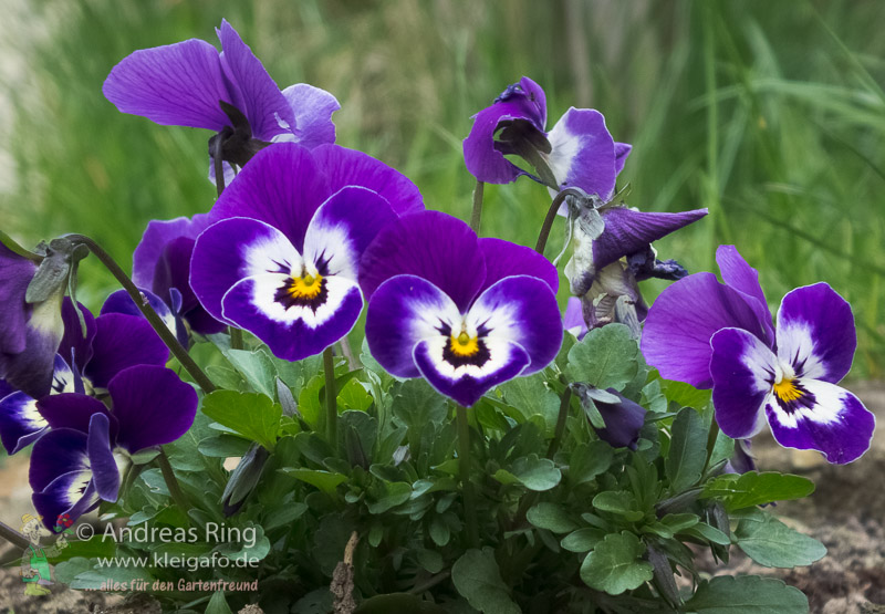 Stiefmütterchen Blütenpracht in vielen Farben | KleiGaFo ... alles für den  Gartenfreund