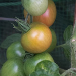 Gruene Tomaten