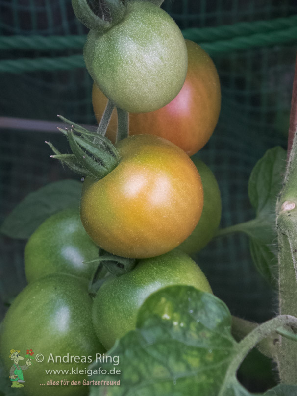 Gruene Tomaten im süß-sauerem Sud