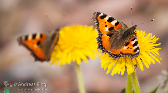 Schmetterlinge im Garten – der Kleine Fuchs